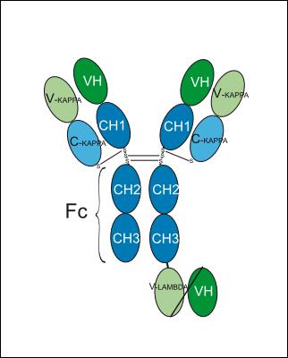 Experimental Validation Results for Lumivatamig